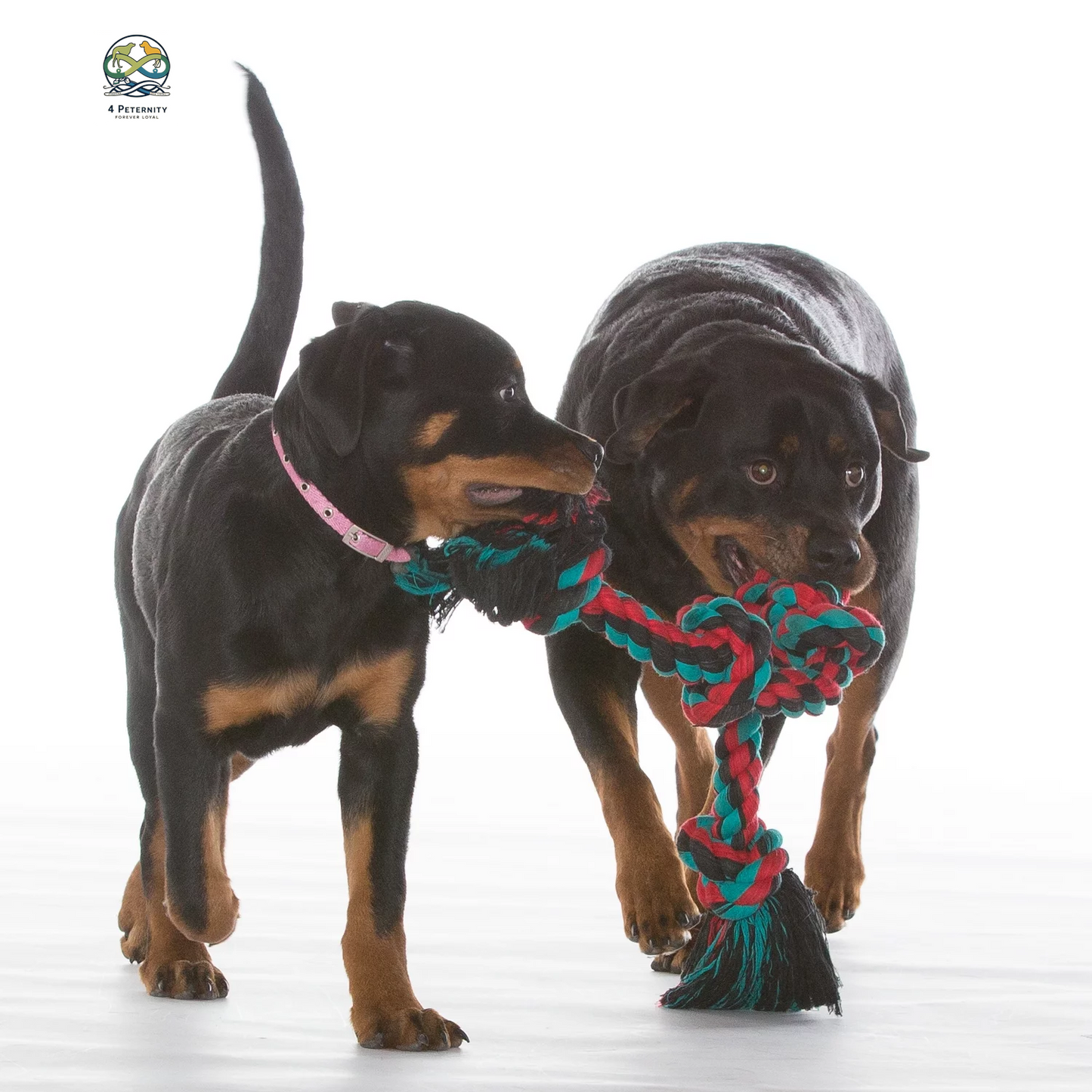 Flossy Chews Cottonblend 5 Knot Tug Rope Dog Toy Extra Large 36", Assorted Colors